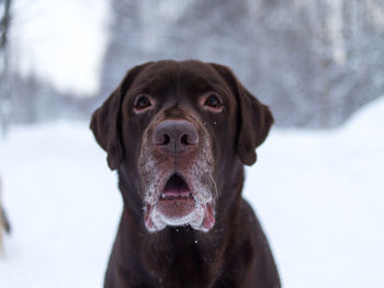 Close-up portrait of dog outdoors during winter