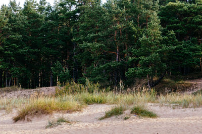 Trees in forest