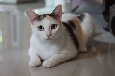 Close-up portrait of white cat