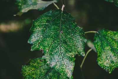 Close-up of leaves