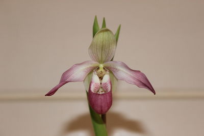 Close-up of flower against blurred background