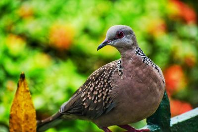 Close-up of pigeon perching