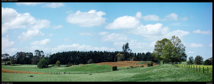 Panoramic view of trees on field against sky