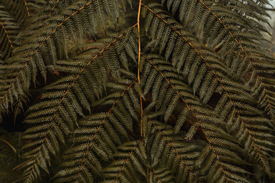Full frame shot of fern plants