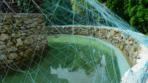 spider web