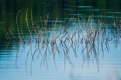 Close-up of plants in lake