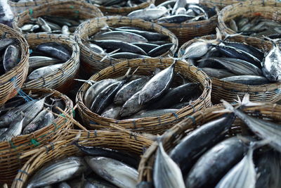 Fresh skipjack tuna at fishing harbour for sale