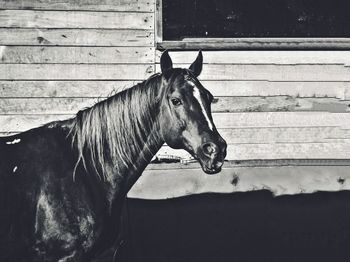 Side view of horse in stable