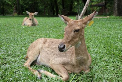 Close-up of deer relaxing in field