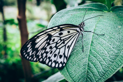 Close-up of butterfly on plant