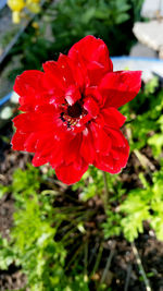 Close-up of red flower