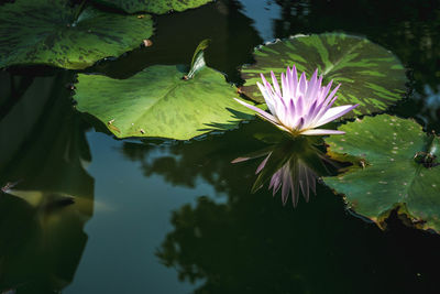 Lotus water lily in lake