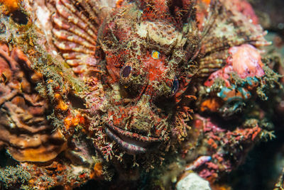 Close-up of fish underwater