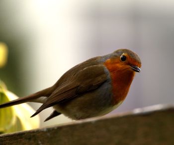 Close-up of bird perching