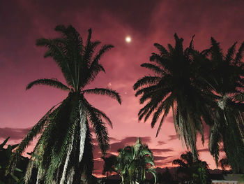 Low angle view of palm trees against sky at night