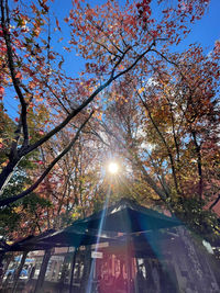 Low angle view of sunlight streaming through tree during autumn