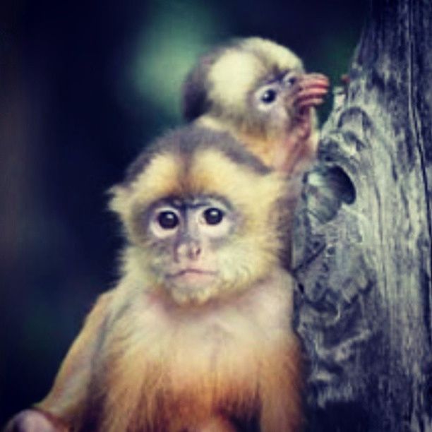 animal themes, one animal, animals in the wild, wildlife, monkey, mammal, primate, focus on foreground, close-up, forest, portrait, young animal, sitting, looking at camera, nature, day, outdoors, no people, selective focus, zoology