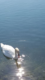 High angle view of swan swimming in lake