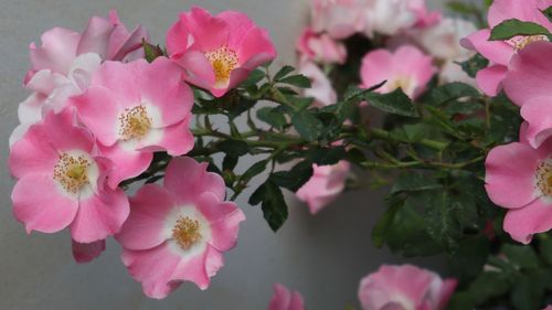 Close-up of pink flowering plants