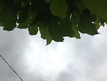 Low angle view of tree against sky