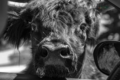 Black and white photo of cow