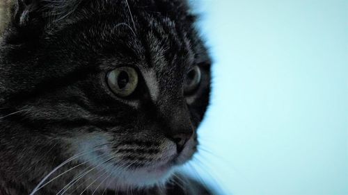 Close-up portrait of a cat