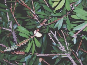 Close-up of leaves