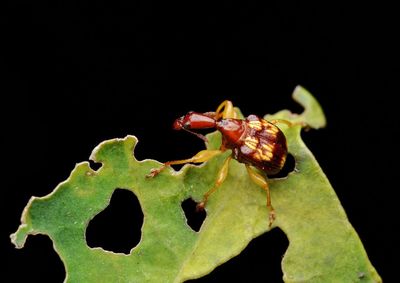 Close-up of insect on leaf against black background