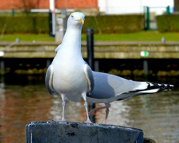 Close-up of bird perching on water