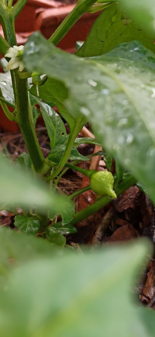 FULL FRAME SHOT OF FRESH GREEN LEAF