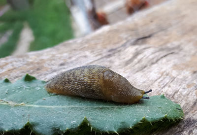 Close-up of snail