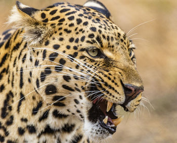 Close-up of tiger