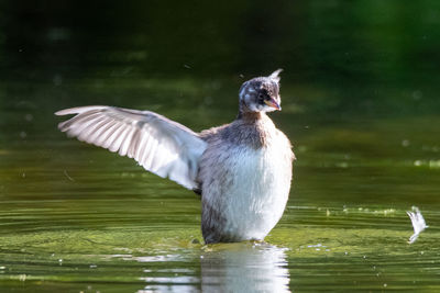 Bird flying over lake