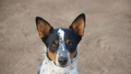 Portrait view of dog