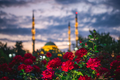 Red flowering plants against sky