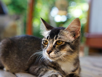 Close-up portrait of a cat