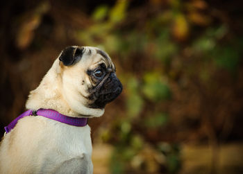 Close-up of dog