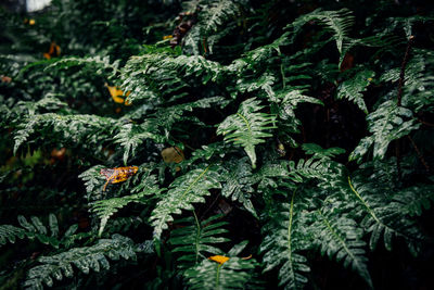 Full frame shot of fresh green plants