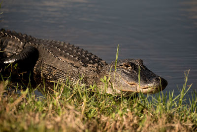 High angle view of crocodile swimming in lake