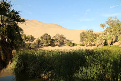 Huacachina - an oasis in the middle of the peruvian desert, view of palm trees and a lagoon.