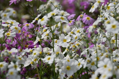 Close-up of flowers