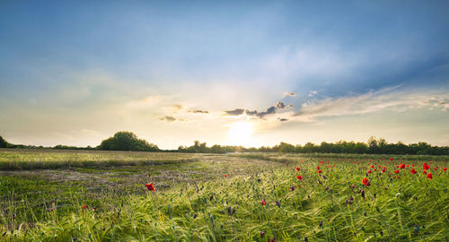 Scenic view of field against sky during sunset