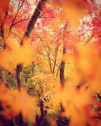 Close-up of autumn trees by water