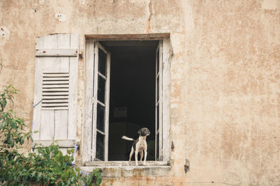 Dog in front of building