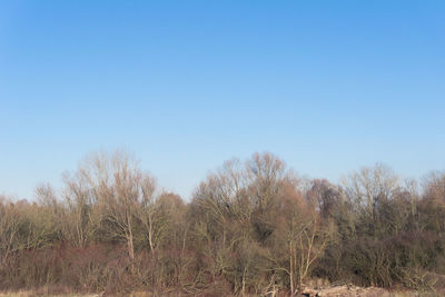 Low angle view of trees against clear blue sky