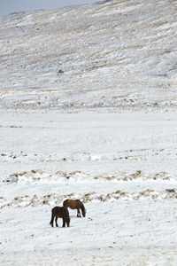 Two icelandic horses in wintertime in front of snowy mountains