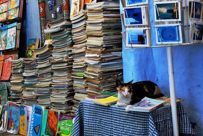 Portrait of cat sitting on books in shelf