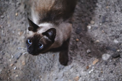 High angle portrait of cat sitting outdoors