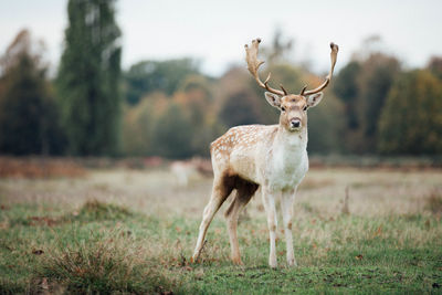 Portrait of deer