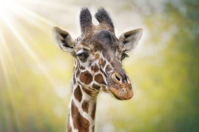 Close-up portrait of an animal